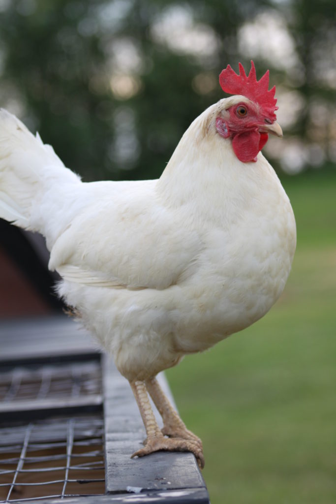 chickens on the farm