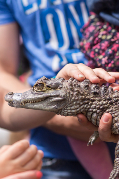 roadside Florida Alligator 