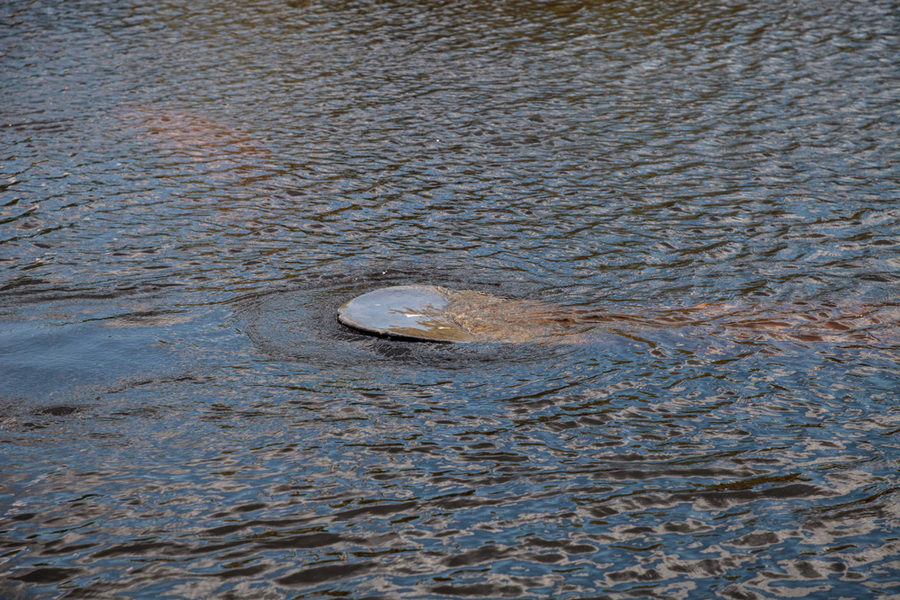 tail of a manatee