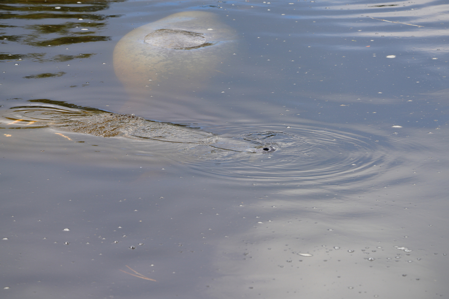 manatee viewing center 