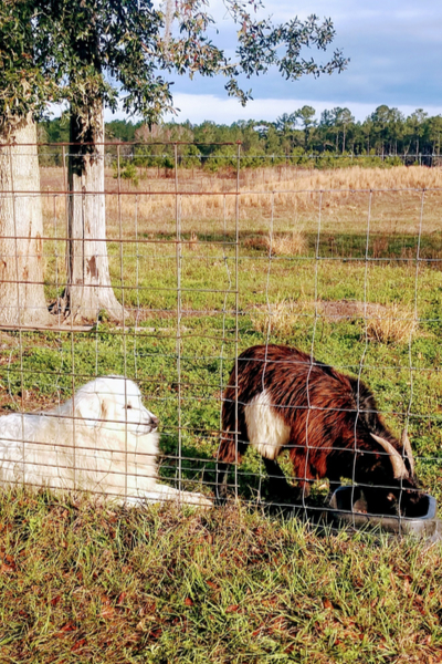 fainting goats