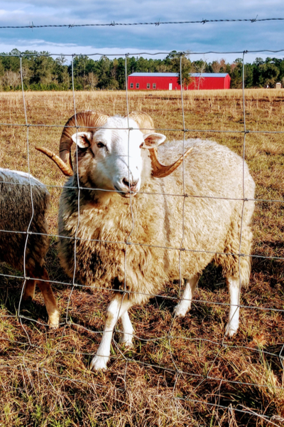 fainting goats at Golden Acres