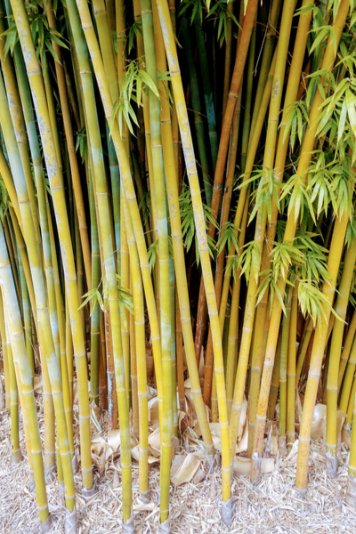 Bamboo at the farm