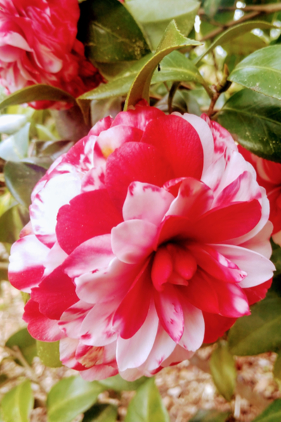 the Camellia blooms