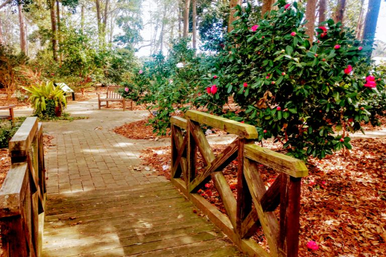 A Visit To Savannah's Coastal Botanical Gardens